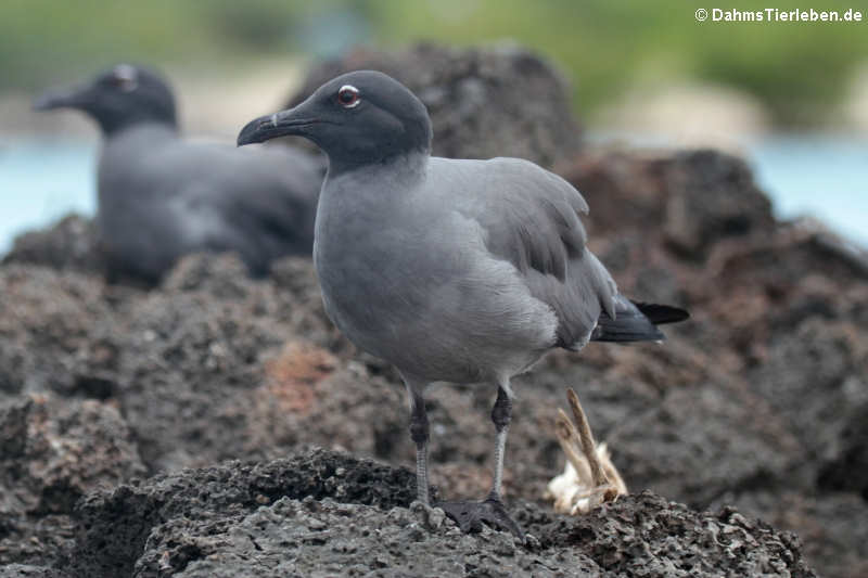 Lavamöwe (Leucophaeus fuliginosus) auf San Cristóbal