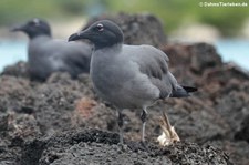 Lavamöwe (Leucophaeus fuliginosus) auf der Galápagos-Insel San Cristóbal, Ecuador