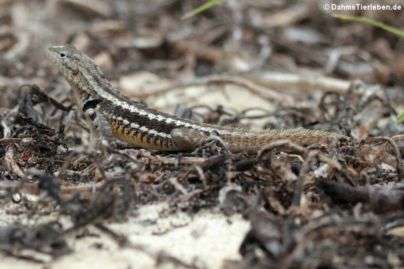 Lava Lizard (Microlophus bivittatus) auf San Cristóbal