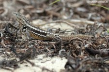 männliche Lava-Echse (Microlophus bivittatus)  auf der Galápagos-Insel San Cristóbal, Ecuador