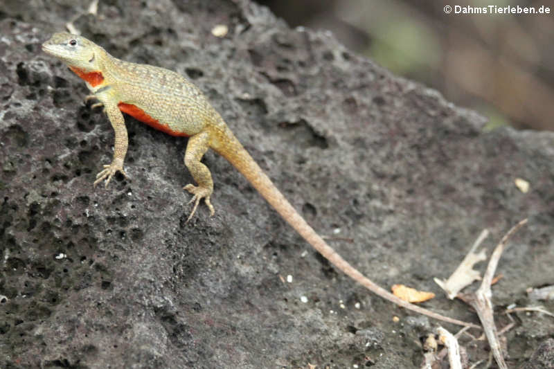 Lava Lizard (Microlophus bivittatus) auf San Cristóbal