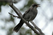 San Cristobal-Spottdrossel (Mimus melanotis) der Galápagos-Insel San Cristóbal, Ecuador