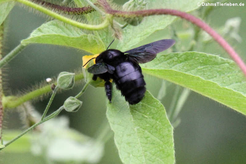 weibliche Galápagos Holzbiene (Xylocopa darwini) auf San Cristóbal