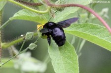 weibliche Galápagos Holzbiene (Xylocopa darwini) auf der Galápagos-Insel San Cristóbal, Ecuador