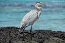 Kanadareiher (Ardea herodias cognata) auf der Galápagos-Insel Santa Cruz, Ecuador