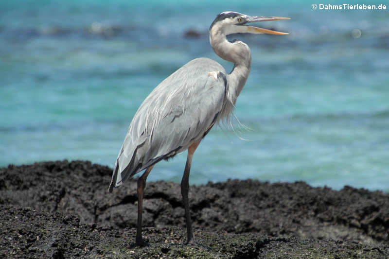 Kanadareiher (Ardea herodias cognata) auf Santa Cruz