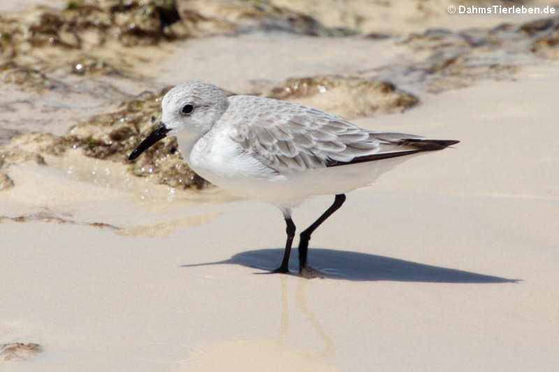 Amerikanischer Sanderling (Calidris alba rubida) in Las Bachas auf der Insel Santa Cruz