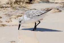 Amerikanischer Sanderling  (Calidris alba) in Las Bachas auf der Insel Santa Cruz in Galápagos, Ecuador