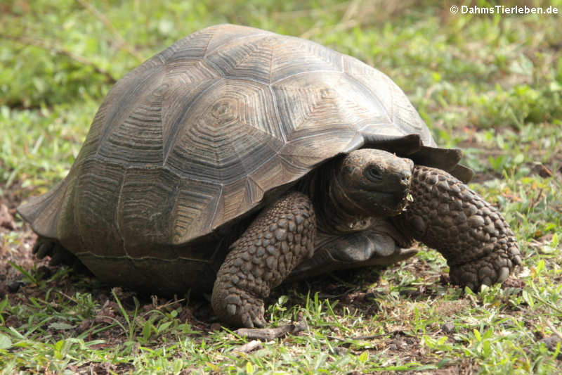 Santa-Cruz-Riesenschildkröte (Chelonoidis porteri) auf Santa Cruz