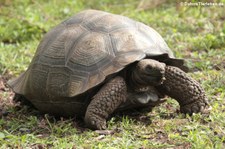 Santa-Cruz-Riesenschildkröte (Chelonoidis porteri) auf der Galápagos-Insel Santa Cruz, Ecuador