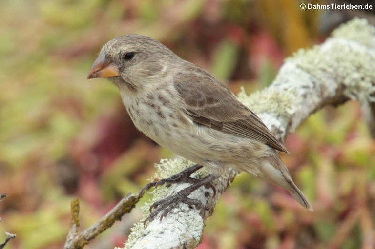 Geospiza fortis