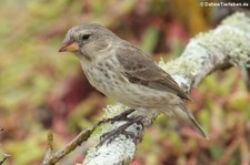 Mittelgrundfink (Geospiza fortis)  auf der Galápagos-Insel Santa Cruz, Ecuador