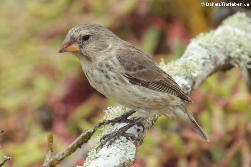 Mittelgrundfink (Geospiza fortis) aus Santa Cruz