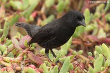 Mittelgrundfink (Geospiza fortis) auf der Galápagos-Insel Santa Cruz, Ecuador