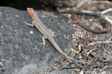 weibliche Santa Cruz Lavaechse (Microlophus indefatigabilis) auf der Galápagos-Insel Santa Cruz, Ecuador