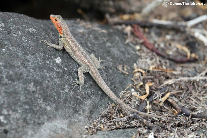 Santa Cruz Lavaechse (Microlophus indefatigabilis) auf Santa Cruz