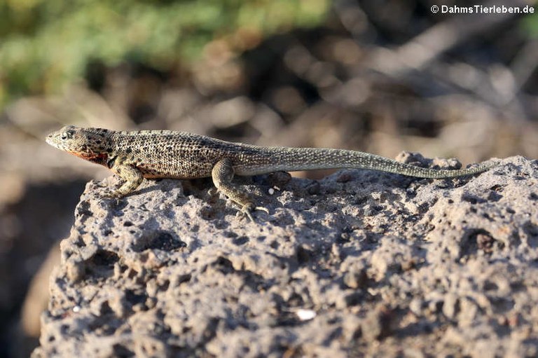 Microlophus indefatigabilis