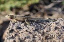 Microlophus indefatigabilis