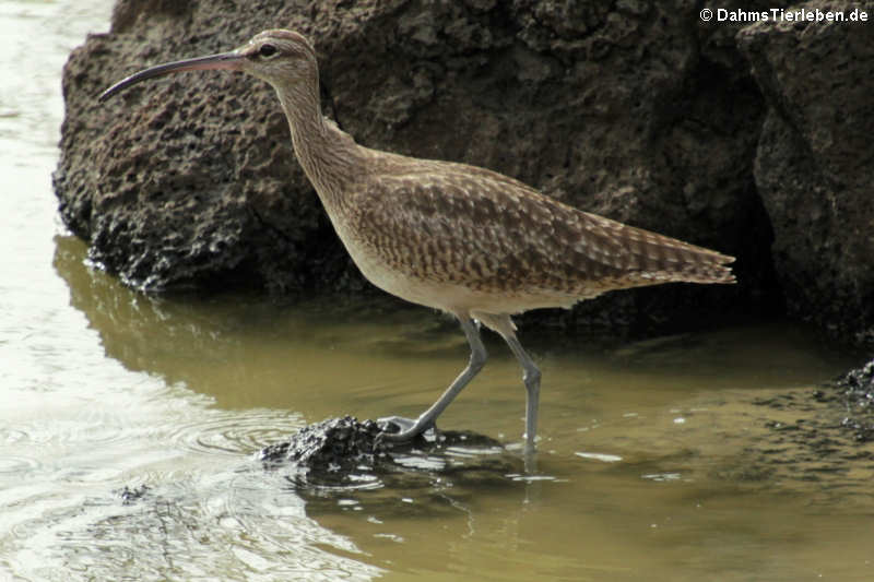 Hudsonbrachvogel  (Numenius hudsonicus) auf Santa Cruz