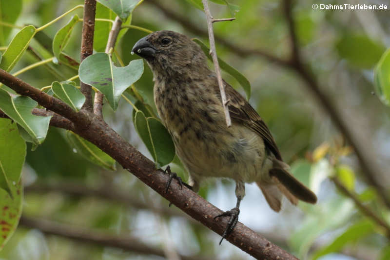 Dickschnabel-Darwinfink (Platyspiza crassirostris) von der Galápagis-Insel Santa Cru