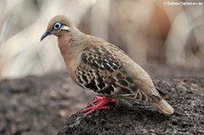 Galapagostaube (Zenaida galapagoensis) auf der Galápagos-Insel Santa Cruz, Ecuador