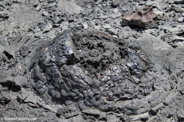 Lava-Bubble auf Galápagos