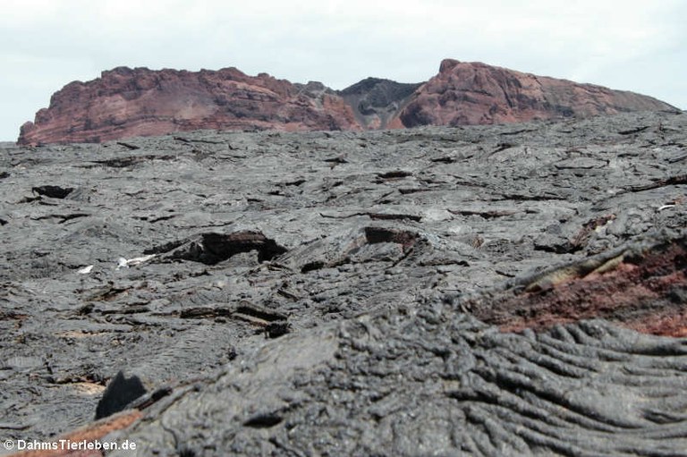 Sullivan Bay Galápagos