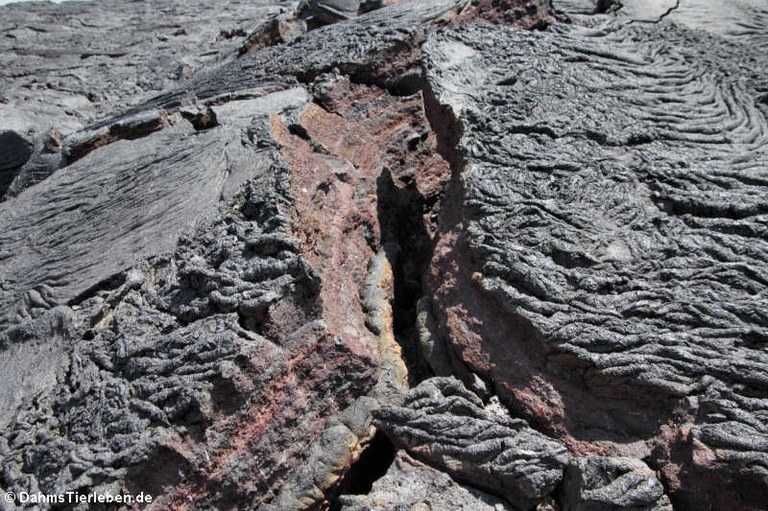 Lavaströme auf Galápagos