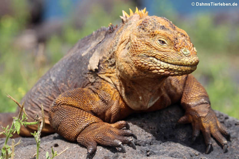 Drusenkopf auf Galápagos (Conolophus subcristatus)