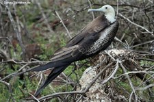 Prachtfregattvogel (Fregata magnificens) auf der Galápagos-Insel Seymour Norte, Ecuador