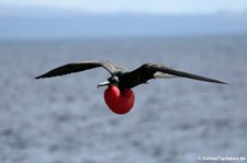 Bindenfregattvogel (Fregata minor ridgwayi) auf der Galápagos-Insel Seymour Norte, Ecuador