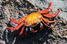 Rote Klippenkrabbe (Grapsus grapsus) auf der Galápagos-Insel Seymour Norte, Ecuador