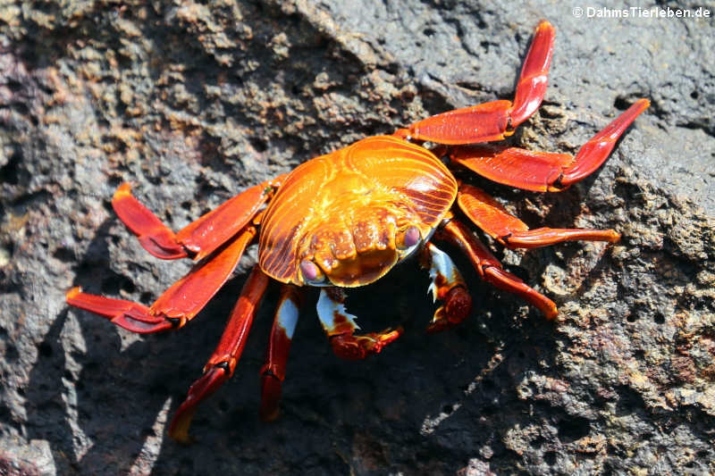 Rote Klippenkrabbe (Grapsus grapsus) auf Seymour Norte