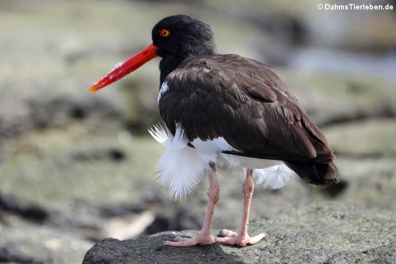 Braunmantel-Austernfischer (Haematopus palliatus galapagensis) auf Seymour Norte