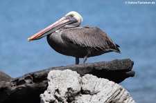 Pelecanus occidentalis urinator (Brauner Pelikan) auf der Galápagos-Insel Seymour Norte, Ecuador