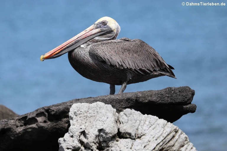 Pelecanus occidentalis urinator