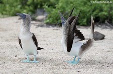 Blaufußtölpel (Sula nebouxii excisa) auf der Galápagos-Insel Seymour Norte, Ecuador