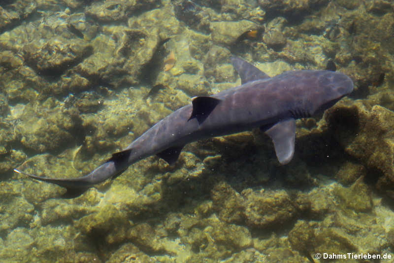 Weißspitzen-Riffhai (Triaenodon obesus) auf Islote Tintoreras