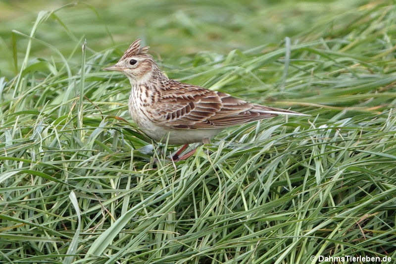 Feldlerche (Alauda arvensis)