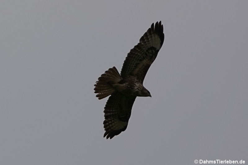 Mäusebussard (Buteo buteo)