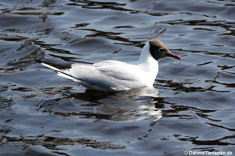 Lachmöwe (Chroicocephalus ridibundus)