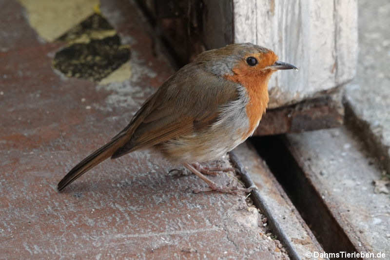 Rotkehlchen (Erithacus rubecula melophilus)