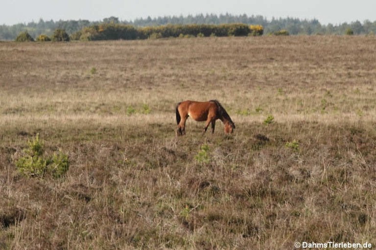 New Forest Pony