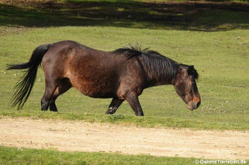 New-Forest-Pony (Equus ferus f. caballus)