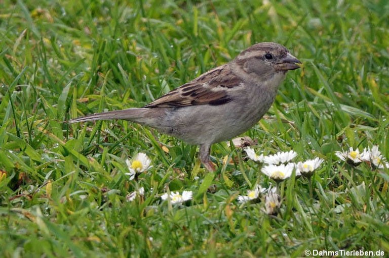 Passer domesticus domesticus