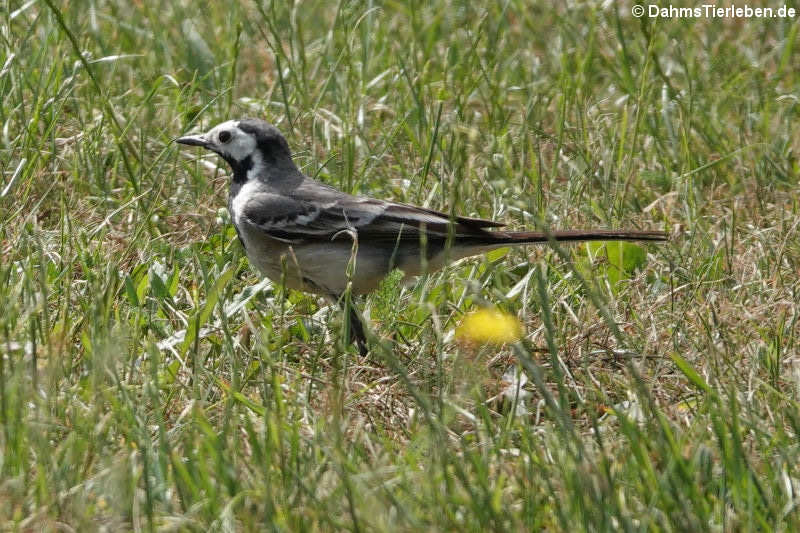 Motacilla alba alba