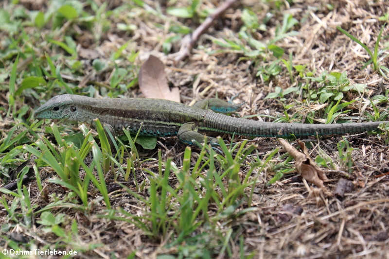 Ameiva ameiva