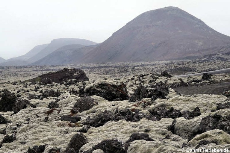 Lavafeld Reykjanes