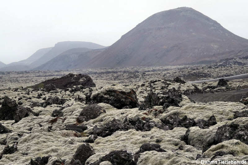 Lavafeld Reykjanes