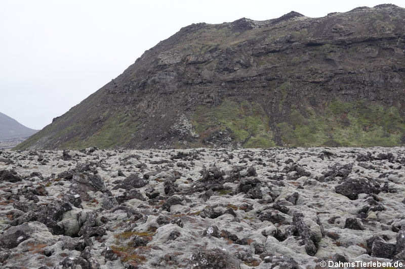 Lavafeld Reykjanes